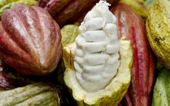 Eine aufgeschnittene Kakaoschote, in der die Kakaobohnen liegen.