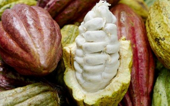 A pod has been opened, revealing the cacao beans.