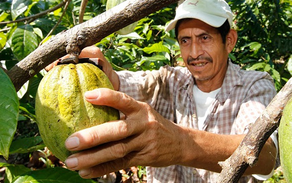 Ein Mann erntet eine Kakaoschote. 