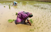 Deux femmes récoltent du riz dans un champ. 