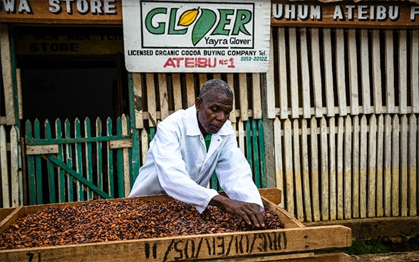 Ein Mann in einem weissen Arbeitskittel steht vor einer grossen Kiste mit Kakaobohnen. Die Kakaobohnen durchlaufen gerade einen Trocknungsprozess. Der Mann sortiert schadhafte Kakaobohnen aus um die Qualität zu sichern. Er ist konzentriert bei der Arbeit.  