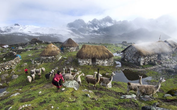 In den peruanischen Anden treibt eine Frau eine Herde Lamas vor sich her.