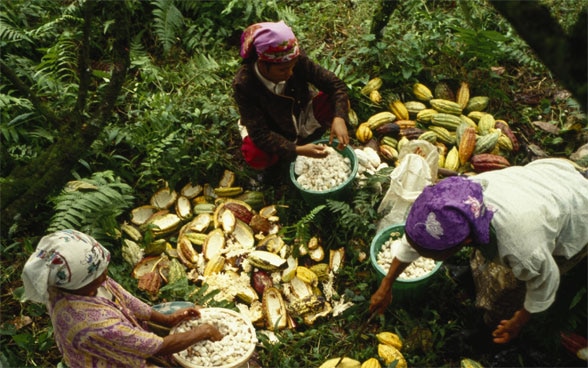 En Indonésie, des femmes récoltent du cacao.