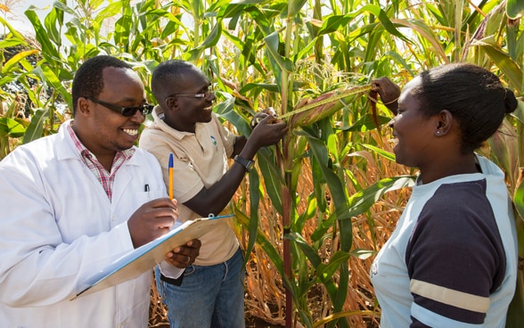 Two men and a woman measure the size of a maize cob in a field. 