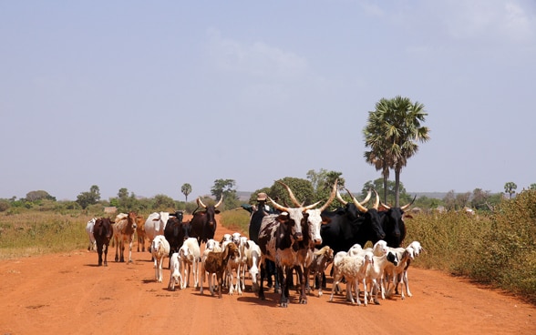 A farmer leads his cattle and goats along a dirt track.