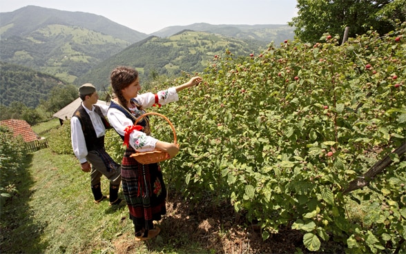A young woman and a young man pick raspberries wearing traditional Serbian dress.