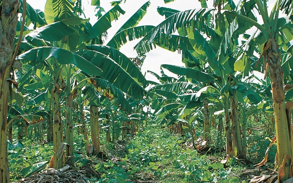 Eine Bananenplantage.