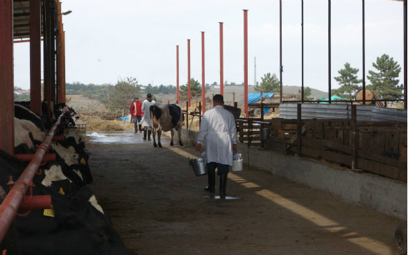 L’immagine mostra Giorgi mentre si dirige verso una mucca con i suoi strumenti da assistente veterinario.