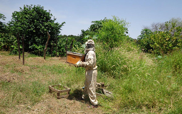 A beekeeper in Darfur at work. 