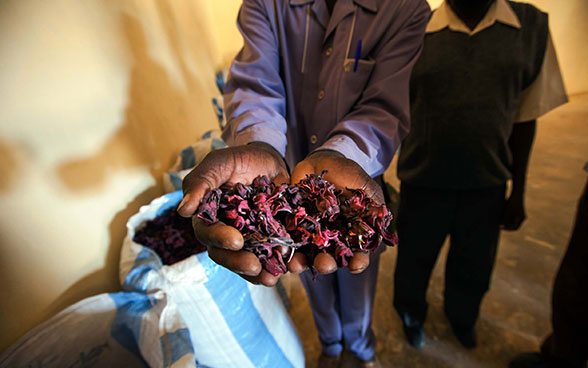 Un homme tend ses mains remplies de fleurs d'hibiscus.