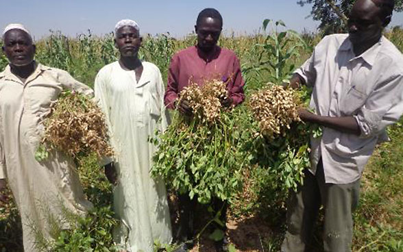 Erdnussbauern in Darfur im Sudan präsentieren ihre Ernte.
