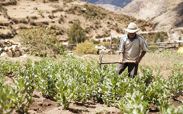 Un homme tenant une pioche à la main se tient debout dans un potager.