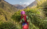 Eine junge Frau trägt frisch geschnittenes Gras auf dem Rücken. 