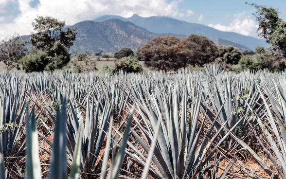L'immagine mostra un campo di agave vicino a Tequila, in Messico.