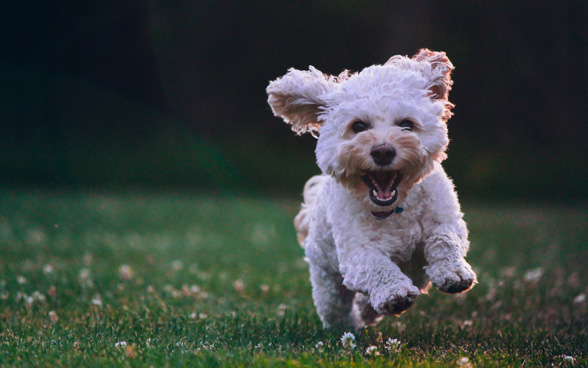 Ein kleiner weisses Hund springt auf einer Wiese.