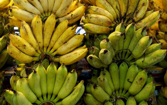 Die Banane ist mittlerweile zur weltweit meistverkauften Frucht avanciert.
