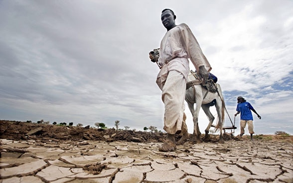 Two Africans use a mule to plough a dried-out field