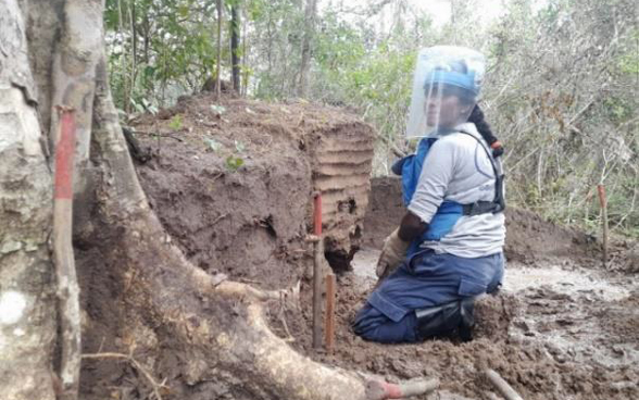 Une femme travaillant pour l'organisation The Halo Trust recherche des mines dans une forêt avec un détecteur de mines.