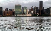 La silhouette de Manhattan avec le siège de l'ONU et l’East River sur laquelle nagent paisiblement des canards. 
