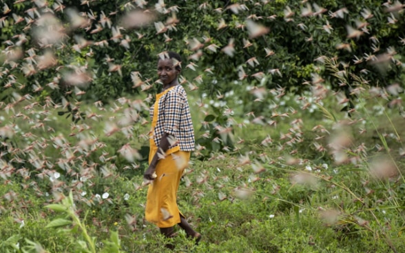 Un’agricoltrice cammina in mezzo a uno sciame di locuste che si nutrono dei suoi raccolti nel villaggio di Katitika, in Kenya.