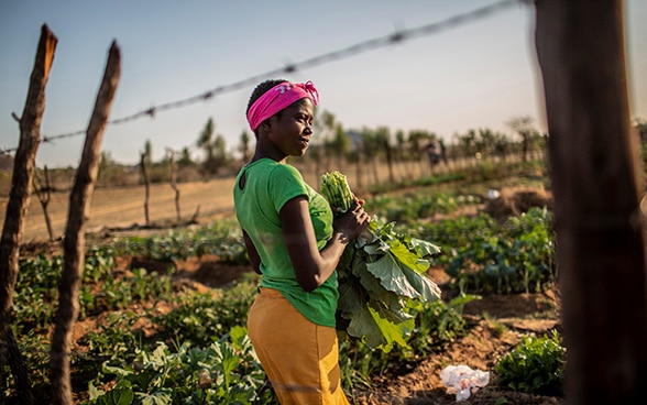 An African woman stands in a field holding vegetables in her hands.