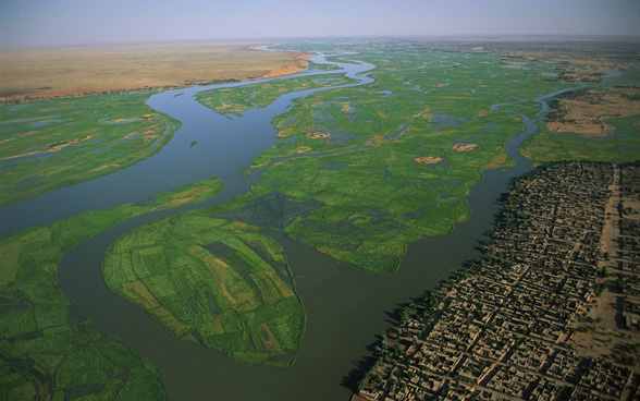 Rizières irriguées par le fleuve Niger au Mali.