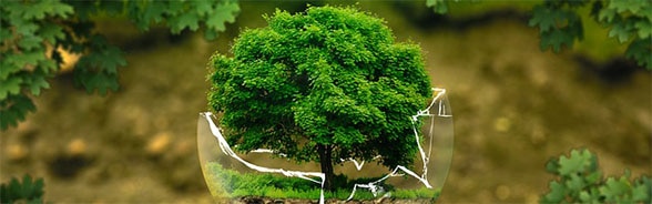 Ein Baum in einem zerbrochenen Topf als Symbol für den Umweltschutz