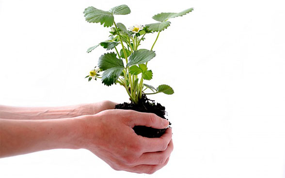 Mani che tengono una pianta come simbolo della salvaguardia dell'ambiente
