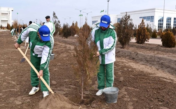 Two men plant a tree.